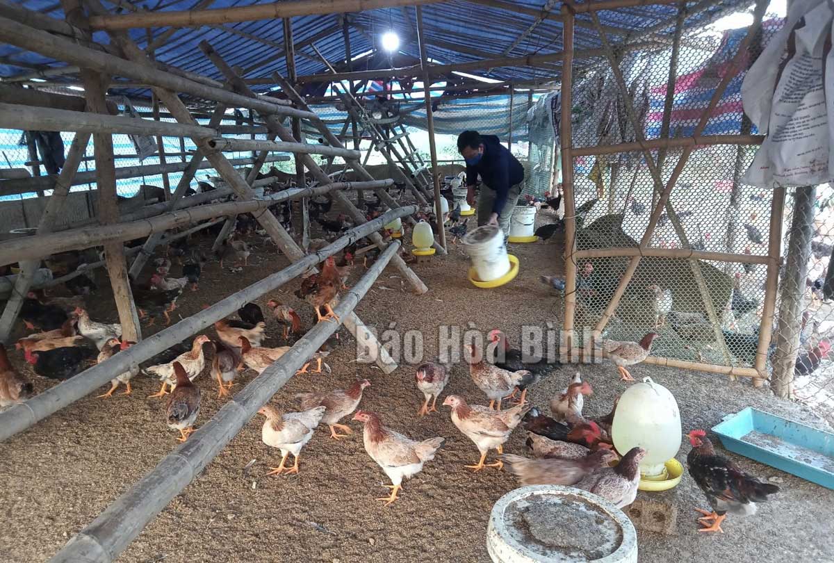 Chicken farming model in Kim Boi district proves effective