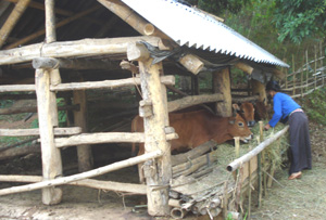 Nhiều hộ dân ở xã Hào Lý (Đà Bắc) làm chuồng trại, chuẩn bị thức ăn đầy đủ cho trâu, bò vào mùa đông.