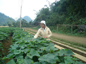 Nhân dân ở xã Ba Khan (Mai Châu) trông su su lấy ngon cho hiệu quả kinh tế cao