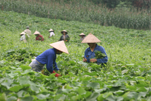 Rau su su- cây trồng giúp nhiều nông dân Tân Lạc vươn lên làm giàu.  ảnh: Nông dân xã Quyết Chiến thu hoạch rau su su.