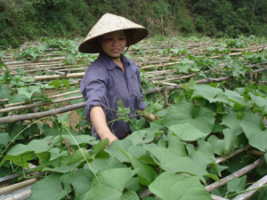 Mô hình trồng su su lấy ngọn đem lại hiệu quả kinh tế cao cho nông dân xã vùng cao Ngổ Luông (Tân Lạc).