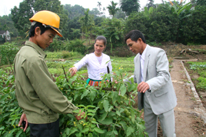 Nông dân xóm Mòng, thị trấn Lương Sơn (Lương Sơn) chuyển diện tích đất trồng lúa sang sản xuất rau hữu cơ cung cấp cho thị trường Hà Nội.

