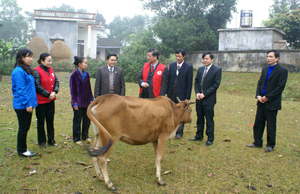 Lãnh đạo T.Ư Hội CTĐ Việt Nam trao bò giống cho hộ nghèo tại xã Tân Mỹ, huyện Lạc Sơn.