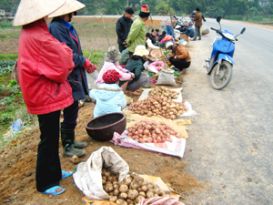 Khoai tây mất giá, người nông dân mang khoai ra lề đường bán để vớt vát phần nào.