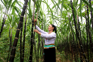 Nhiều hộ gia đình ở xã Vũ Lâm (Lạc Sơn)  cải tạo vườn tạp trồng mía tím cho thu nhập khá. Ảnh: H.D