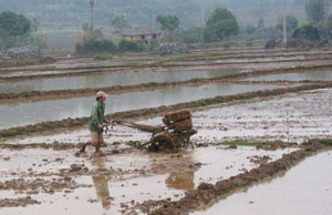Nông dân xã Yên Bồng tích cực chuẩn bị các điều kiện để gieo cấy trà lúa xuân sớm.