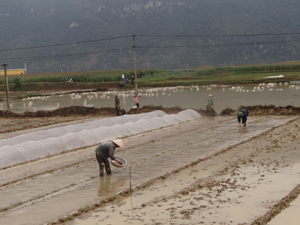 Nông dân xã Yên Bồng (Lạc Thủy) gieo mạ và bảo vệ mạ theo đúng quy trình kỹ thuật đã được cán bộ chuyên ngành nông nghiệp hướng dẫn.