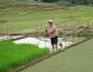 Nông dân xã vùng cao Lũng Vân (Tân Lạc) đã hoàn thành gieo cấy lúa vụ chiêm – xuân.