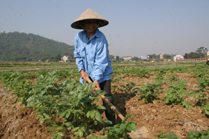 Nông dân xã Hạ Bì (Kim Bôi) tích cực thâm canh tăng vụ, góp phần tăng thu nhập, xoá đói- giảm nghèo.
