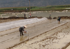 Nông dân xã Phú Lão (Lạc Thủy) áp dụng kỹ thuật gieo mạ sản và phương pháp che phủ nilon để  bảo vệ diện tích mạ xuân đã gieo.