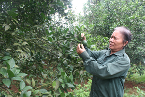 Nông dân thị trấn Cao Phong ứng dụng KH-KT chăm sóc cây cam cho hiệu quả kinh tế cao.
