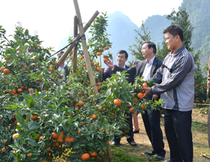 Trong Chương trình 135 giai đoạn III, dự án hỗ trợ phát triển sản xuất được giao cho UBND cấp xã làm chủ đầu tư. Ảnh: Những năm 2008-2013, dự án hỗ trợ phát triển cây cam được triển khai hiệu quả tại xã Liên Hòa (Lạc Thủy).