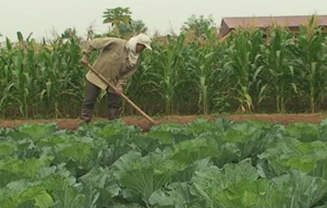 Người dân xã Xăm Khòe tích cực trồng rau vụ đông xóa đói - giảm nghèo

