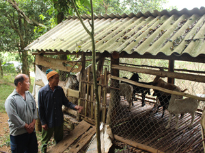 Mô hình nuôi dê sinh sản của ông Bùi Đình Thi, xóm Lương Cao tạo việc làm và thu nhập ổn định cho gia đình.
