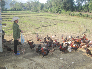 Tận dụng những chân ruộng 1 vụ, gia đình chị Bùi Thị Vui, xóm Lạng, xã Kim Bình (Kim Bôi) phát triển mô hình chăn nuôi gà thả đồng, tăng thu nhập cho gia đình.