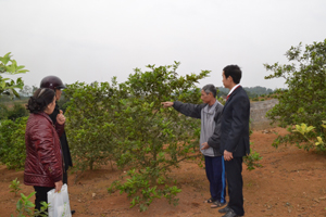 Ông Bùi Văn Tình, chi hội NCT Lâm Hóa I, Vũ Lâm (Lạc Sơn) chia sẻ kinh nghiệm trồng chanh đào với hội viên NCT xã Vũ Lâm. 
