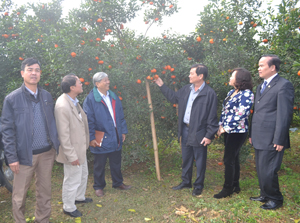 Đoàn công tác của tỉnh Đồng Tháp thăm mô hình trồng cam tại huyện Cao Phong.