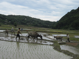 Xã vùng cao Lũng Vân (Tân Lạc) bước vào sản xuất vụ chiêm - xuân sớm hơn so với các xã vùng thấp.
