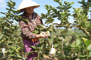 Gia đình chị Lê Thị Huệ, xóm Bắc Yên, xã Yên Mông (TPHB) phát triển mô hình cây ăn quả đem lại nguồn thu nhập cao.

