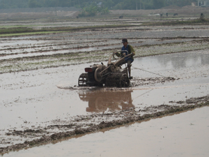 Trên diện tích không trồng cây vụ đông, nông dân xã Phú Thành (Lạc Thủy) chủ động làm đất, cày ải để sẵn sàng gieo cấy lúa xuân chính vụ vào cuối tháng 1/2016

 

