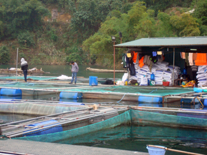 Hiện nay, trên địa bàn TP Hoà Bình đã phát triển được trên 300 lồng nuôi cá trên sông Đà.