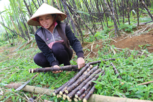 Xã Tây Phong, Cao Phong có trên 230 ha mía tím, hiện đang gặp khó khăn về đầu ra.

