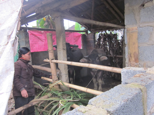Hộ chăn nuôi xã Kim Bôi (Kim Bôi) tận dụng mọi nguyên liệu để gia cố, che chắn chuồng trại để chống rét cho gia súc

