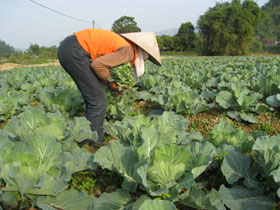 Nhiều hộ dân ở xóm Hương Lý, xã Tu Lý, huyện Đà Bắc xác định trồng rau vụ đông là nguồn thu nhập chính của gia đình.