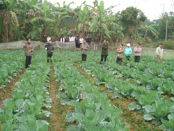 Các nhóm nông dân cùng sở thích tham quan mô hình trồng rau vụ đông tại xã Hòa Sơn, Lương Sơn