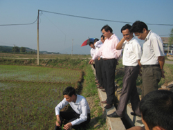 Lãnh đạo Sở NN-PTNT kiểm tra sản xuất tại xã Yên Mông, thành phố Hoà Bình