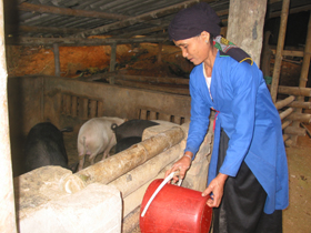 Phụ nữ xóm Nà Mười, xã Mường Chiềng phát triển chăn nuôi để tăng thu nhập cho gia đình
