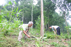 Nông dân xã Hợp Kim, Kim Bôi chăm sóc rừng trồng.