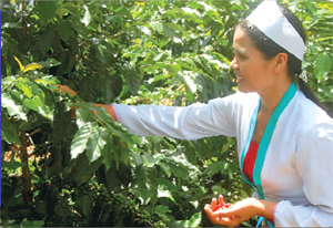Nông dân xã Ngọc Lâu (Lạc Sơn) thu hoạch vụ cà phê đầu tiên.