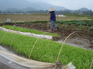 Nông dân xóm Sống Trên, xã Vĩnh Đồng (Kim Bôi) chăm sóc mạ để cấy lúa chiêm- xuân kịp thời vụ.