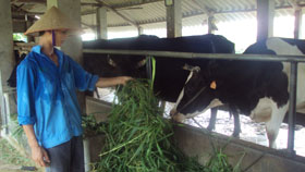 Mô hình chăn nuôi bò sữa của nông dân xã Nhuận Trạch đem lại hiệu quả kinh tế cao.