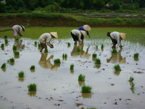 Nông dân xã Mai Hạ ( Mai Châu) tập trung cấy lúa chiêm - xuân trong khung thời vụ.
(Ảnh: Hồng Nhung)