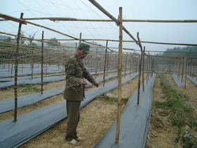 Nhiều hộ dân ở xóm Nội, xã Độc Lập (Kỳ Sơn) chuyển từ ruộng lúa thiếu nước sang trồng mướp đắng lấy hạt cho hiệu quả kinh tế cao
 
