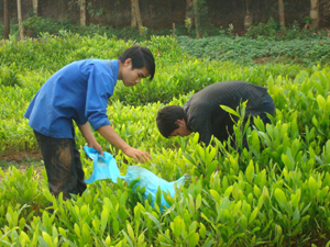 Nhân dân xã Dân Chủ (TPHB) chủ động cây giống cho kế hoạch trồng rừng năm 2011.