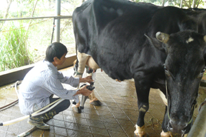 Đàn bò nhà anh Nguyễn Văn Thắng ở thôn Trại Sáu, xã Nhuận Trạch (Lương Sơn) cho thu 1,7 tạ sữa/ngày.