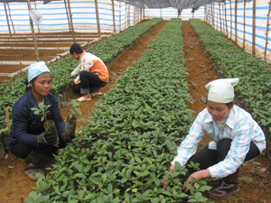 Lâm trường Lạc Sơn chuẩn bị cây giống phục vụ trồng rừng năm 2012.