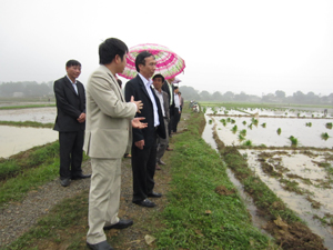 Đoàn công tác kiểm tra tiến độ và chất lượng gieo cấy lúa trên địa bàn xã Cư Yên, huyện Lương Sơn.