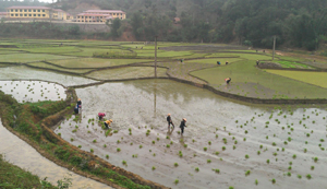 Đến ngày 19/2, toàn huyện Đà Bắc đã gieo cấy được 400 ha lúa, đạt khoảng 45% tổng diện tích theo kế hoạch.
