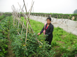 Mô hình nông nghiệp hữu cơ xóm Mòng, thị trấn Lương Sơn cho thu nhập từ 200- 400 triệu đồng/sào/năm.