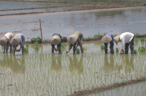 Nông dân xã Trung Minh (thành phố Hòa Bình) tập trung cấy lúa kịp thời vụ.