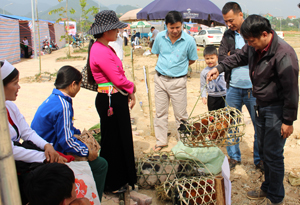 Khó khăn về đầu ra, hộ chăn nuôi xã Miền Đồi (Lạc Sơn) xoay sở bằng cách mang gà ra tiêu thụ ở thành phố Hòa Bình.