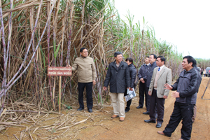 Ban quản lý Dự án Giảm nghèo tỉnh nắm bắt, đánh giá năng suất, sản lượng tại vùng mía đường nguyên liệu xã Bảo Hiệu, huyện Yên Thủy.