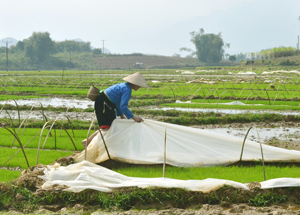 Nông dân xã Địch Giáo (Tân Lạc) kiểm tra chất lượng mạ gieo trước khi cấy lúa xuân trà muộn.