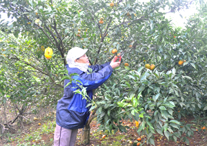 Người trồng cam xã Nam Phong (Cao Phong) thu hoạch vụ cam năm 2013, sản lượng đạt khoảng 25 tấn/ha, doanh thu đạt khoảng 500 triệu đồng/ha.