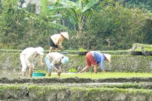 Nông dân xã Địch Giáo, Tân Lạc tập trung cấy lúa trong khung thời vụ.