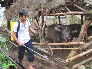Hộ chăn nuôi xóm Nhõi, xã Xuân Phong (Cao Phong) che chắn chuồng trại sơ sài, không đảm bảo phòng, chống rét cho đàn vật nuôi.